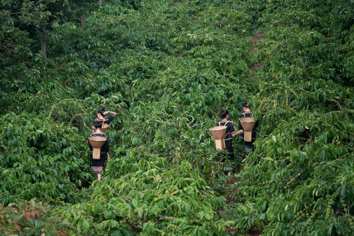 Specialty Coffee – Nông trại tiềm năng Potential 